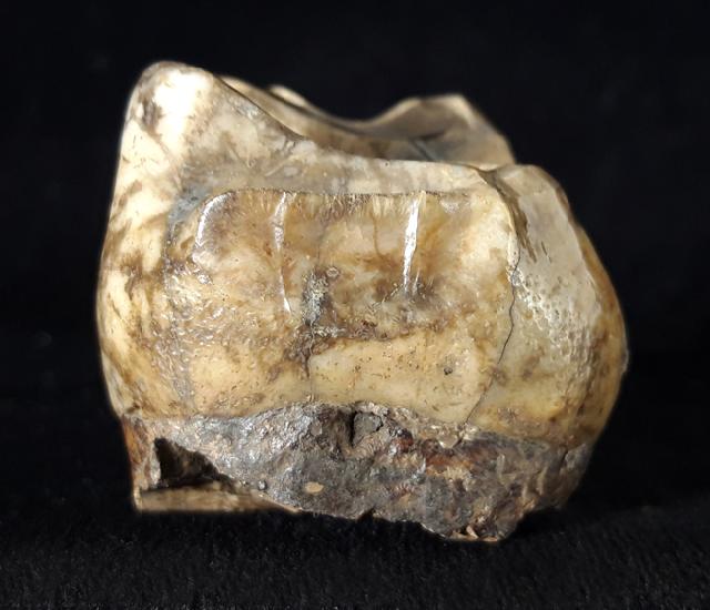 Zahn eines Deinotherium gigantheum (KAUP 1829) - Bild © FossNet FossilienStore